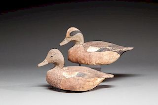 Wigeon Pair by Miles Hancock (1888-1974)