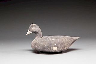Coot by Miles Hancock (1888-1974)