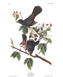 John James Audubon (After) - Cat Bird