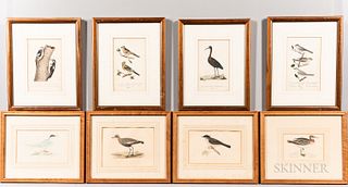 Eight Ornithological Prints