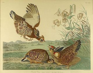 after: John James Audubon, American (1785-1851). Print "Pinnated Grous"