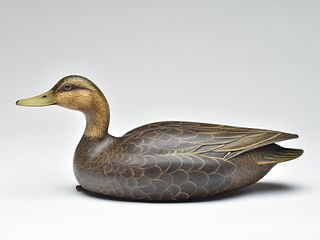 Excellent black duck, William Gibian, Onancock, Virginia.