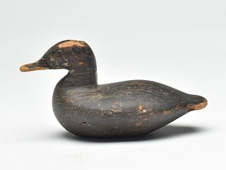Rare ruddy duck, Ben Dye, Perryville, Maryland, last quarter 19th century.