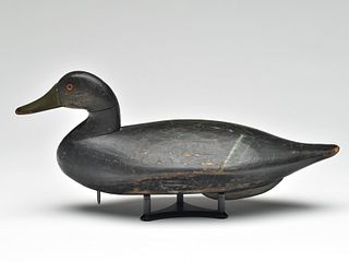 Early and important black duck, James T. Holly, Havre de Grace, Maryland, circa 1900.