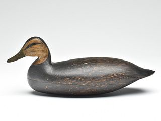 Black duck, Harry V. Shourds, Tuckerton, New Jersey, last quarter 19th century.