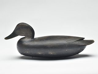 Black duck, John English, Florence New Jersey, last quarter 19th century.