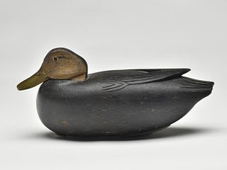 Black duck, Reg Marter, Burlington, New Jersey, 2nd quarter 20th century.