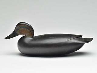 Black duck, John English, Florence, New Jersey, last quarter 19th century.