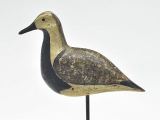 Black bellied plover from the Eastern Shore of Virginia, 1st quarter 20th century.