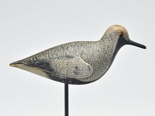 Black bellied plover, John Dilley, Quogue, Long Island, New York, circa 1900.