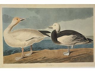 John James Audubon (1785-1851), R. Havell edition, Snow Goose.