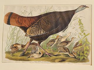 John James Audubon (1785-1851), Great American Hen and Young