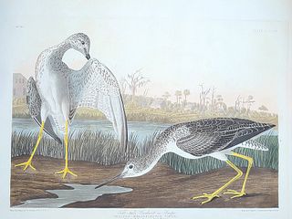 John James Audubon (1785-1851), Tell-tale Godwit or Snipe (Plate CCCVII).