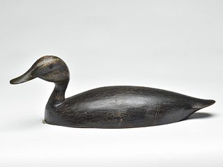 Black duck, Harve Davern, Brighton, Ontario, 1st quarter 20th century.