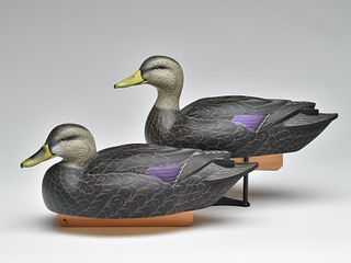 Pair of black ducks, Jimmie Vizier, Galiano, Louisiana.