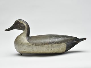 Pintail, Charles Perdew, Henry, Illinois.