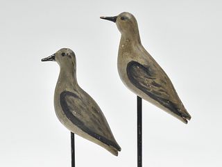 Pair of sanderling from Massachusetts, circa 1900.