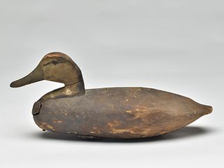 Black duck, Captain Ike Phillips, Hog Island, Virginia, last quarter 19th century.
