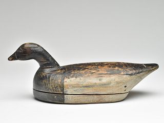 Early brant in swimming pose, from Portsmouth Island, North Carolina, last quarter 19th century.