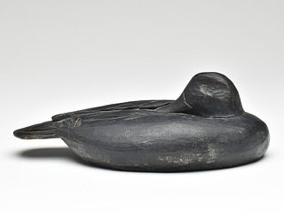Sleeping black duck, Long Island, New York, last quarter 19th century.