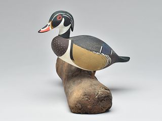 Rare standing wood duck, Ken Harris, Woodville, New York.
