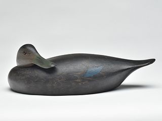 Rare preening black duck, Ken Harris, Woodville, New York.