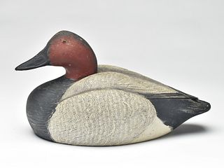 Canvasback drake, Mandt Homme, Stoughton, Wisconsin.