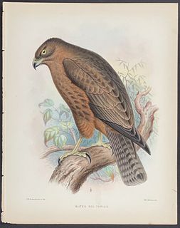 Wilson & Evans, Hawaii - Hawk (Buteo Solitarius)