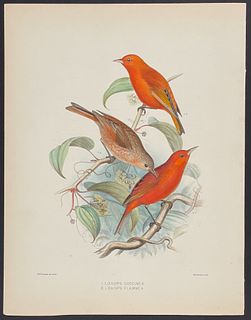 Wilson & Evans, Hawaii - Akepa (Loxops Coccinea, L. Flammea)