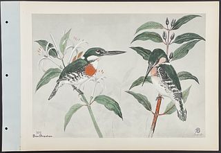 Brasher - Texas Kingfisher. 391