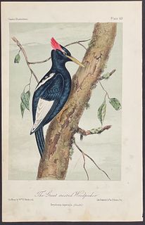 Cassin - Great crested Woodpecker. 49