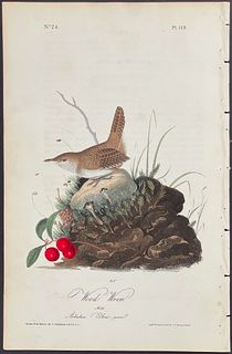 Audubon - Wood Wren. 119