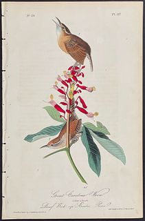 Audubon - Great Carolina Wren. 117