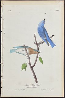 Audubon - Arctic Blue Bird. 136
