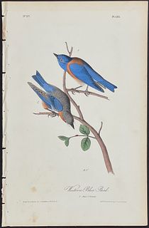 Audubon - Western Blue Bird. 135