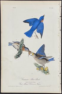 Audubon - Common Blue Bird. 134