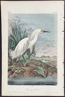 Audubon - Snowy Heron. 374