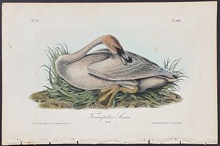 Audubon - Trumpeter Swan. 383