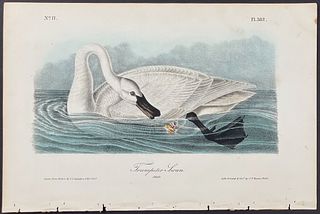 Audubon - Trumpeter Swan. 382