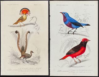 D'Orbigny - 7 Bird Engravings