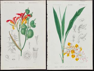 D'Orbigny - 8 Botanical Engravings