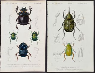 D'Orbigny - 4 Beetle Engravings