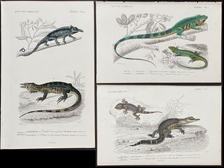 D'Orbigny - 5 Reptile Engravings (Crocodiles, Lizards)