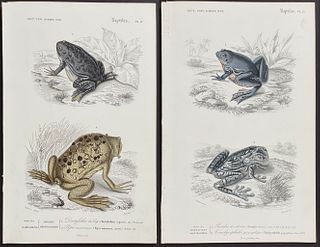 D'Orbigny - 3 Frog or Toad Engravings