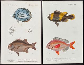 D'Orbigny - 6 Fish Engravings