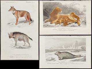 D'Orbigny - 6 Mammal Engravings