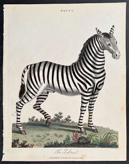 Wilkes & Pass - Zebra