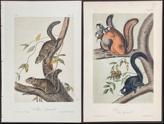 Audubon - 5 Squirrel Lithographs