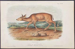 Audubon - Black-tailed Deer. 78