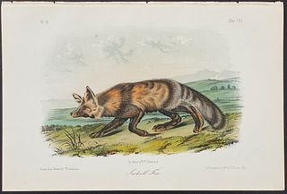 Audubon - Jackall Fox. 151